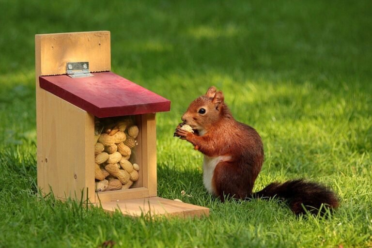 How to Keep Squirrels Out of The Garden